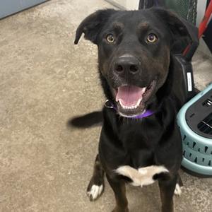 Charlie, Mixed Breed, young, available for adoption