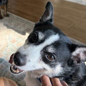 Bailey, Mixed Breed, adult, available for adoption