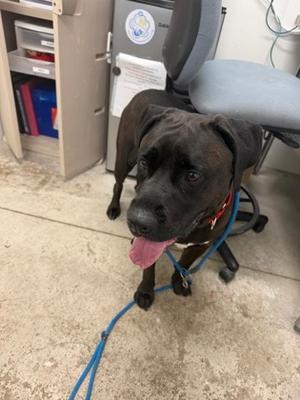 King, Mixed Breed, adult, available for adoption