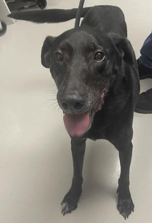 Henry, Black Labrador Retriever, senior, available for adoption