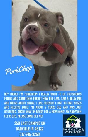 A brown and white dog with a red collar and a blue leash, standing on a concrete surface. The dog has a happy expression with its tongue out. The image also includes text and a logo for Hendricks County Animal Shelter.