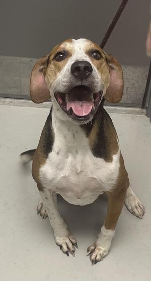 a brown and white dog sitting on a gray floor with its mouth open