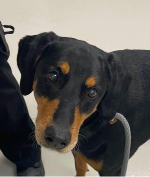 Max Coleman, Hound, adult, available for adoption