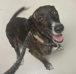 Hannah, Pit Bull Terrier, adult, available for adoption