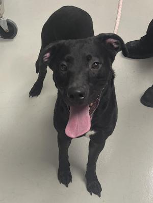 A black dog with its tongue out, standing on a light-colored floor.