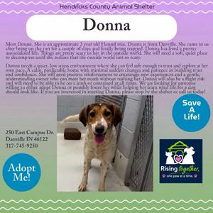 Donna, Afghan Hound, adult, available for adoption