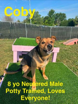 Coby, Shepherd, adult, available for adoption