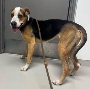 Theo, Shar-Pei / Hound, adult, available for adoption