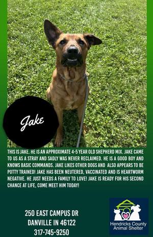 Jake, Shepherd / Mixed Breed, adult, available for adoption