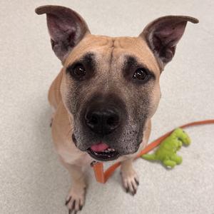 Hollow, Bulldog, American, adult, available for adoption