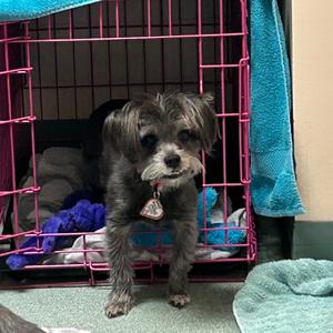 Nugget, Schnauzer, Miniature, adult, available for adoption