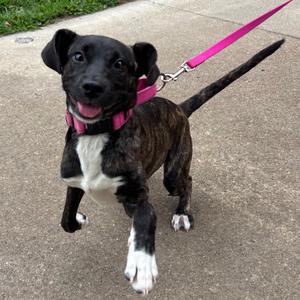 Tulip, Retriever, Labrador, young, available for adoption