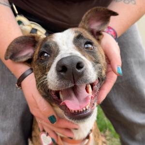 Phoenix - In Foster, Terrier, Pit Bull, adult, available for adoption