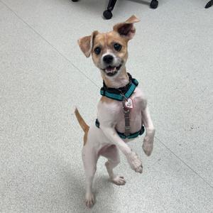 a small dog standing on its hind legs with its front paws raised