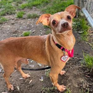Nene, Chihuahua, senior, available for adoption