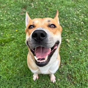 Cash-In foster, Terrier, Pit Bull, adult, available for adoption