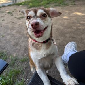 A happy dog with a white and brown coat, wearing a red collar, sitting on a person's lap and looking up with a smile.