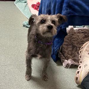 Buddy, Schnauzer, Miniature, adult, available for adoption