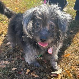 Griselda-In foster, Terrier, Norwich, adult, available for adoption