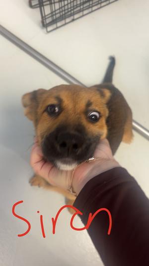 Siren, Mixed Breed, puppy, available for adoption