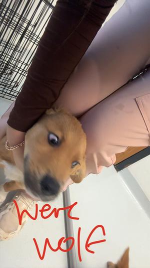 Werewolf, Mixed Breed, puppy, available for adoption