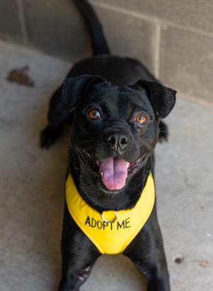 Missy, Mixed Breed, young, available for adoption
