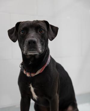 Buddy, Mixed Breed, adult, available for adoption