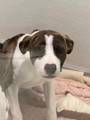 a brown and white puppy standing on a pink blanket