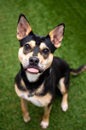Ronni, Mixed Breed, adult, available for adoption