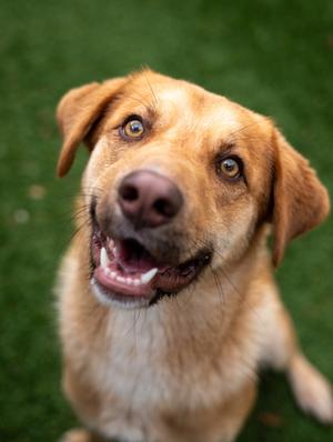 Reggie, Mixed Breed, young, available for adoption