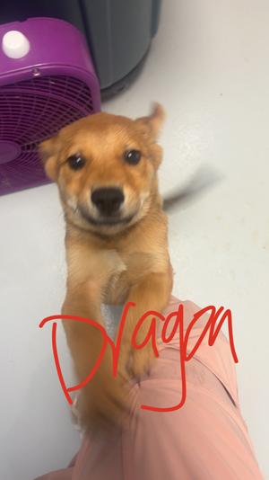 Dragon, Mixed Breed, puppy, available for adoption
