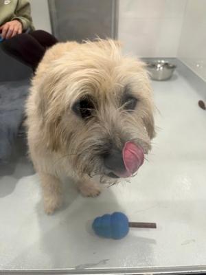 Dallas, Mixed Breed, young, available for adoption