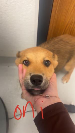 Oni, Mixed Breed, puppy, available for adoption