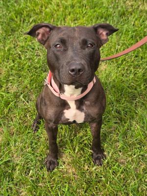 Juliet, Black Labrador Retriever, adult, available for adoption