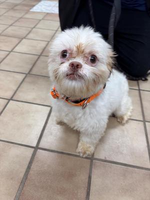 Theo, Shih Tzu, adult, available for adoption