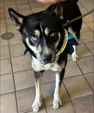 MIckey, Siberian Husky / German Shepherd Dog, young, available for adoption