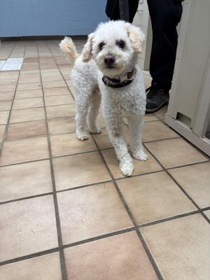 A white, fluffy dog with curly fur standing on a tiled floor. The dog is wearing a black collar with a patterned design. In the background, there is a person wearing black pants and shoes, and a blue wall with a white door frame.