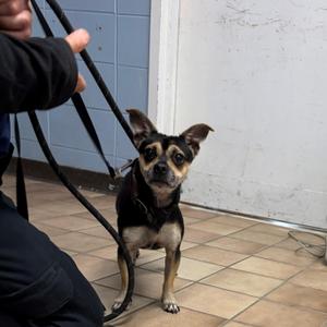James, Chihuahua, adult, available for adoption
