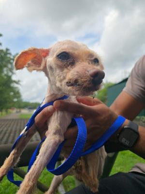 Anthony, Yorkshire Terrier, senior, available for adoption