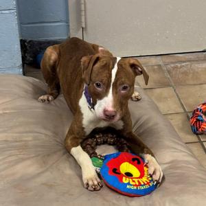 Ashlyn, Pit Bull Terrier, young, available for adoption