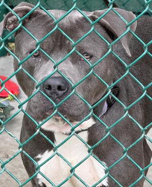 Franklin, Pit Bull Terrier, adult, available for adoption