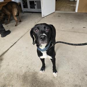 Zoey, Black Labrador Retriever, young, available for adoption