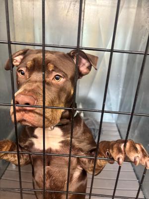 Melo, Pit Bull Terrier, young, available for adoption