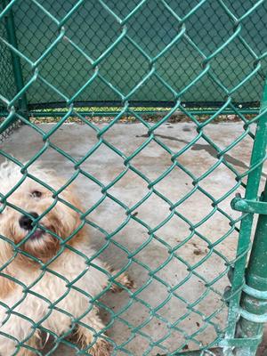 Krystal, Poodle, young, available for adoption