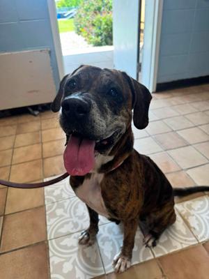 Edwina, Plott Hound, senior, available for adoption