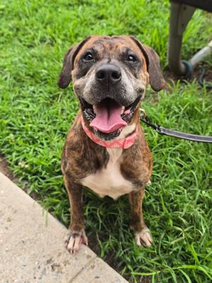Edwina, Plott Hound, senior, available for adoption
