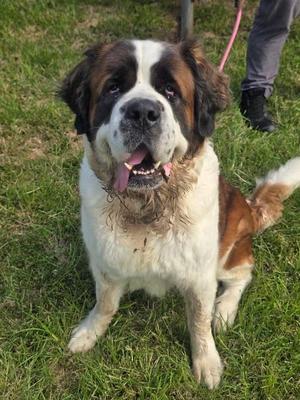 Lady, Saint Bernard, senior, available for adoption
