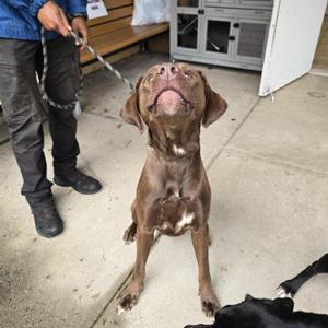 Brady, Chocolate Labrador Retriever, young, available for adoption