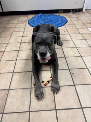 Olive, Mastiff / Labrador Retriever, senior, available for adoption