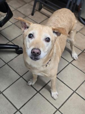 A light brown dog with floppy ears stands on a tiled floor, looking at the camera.